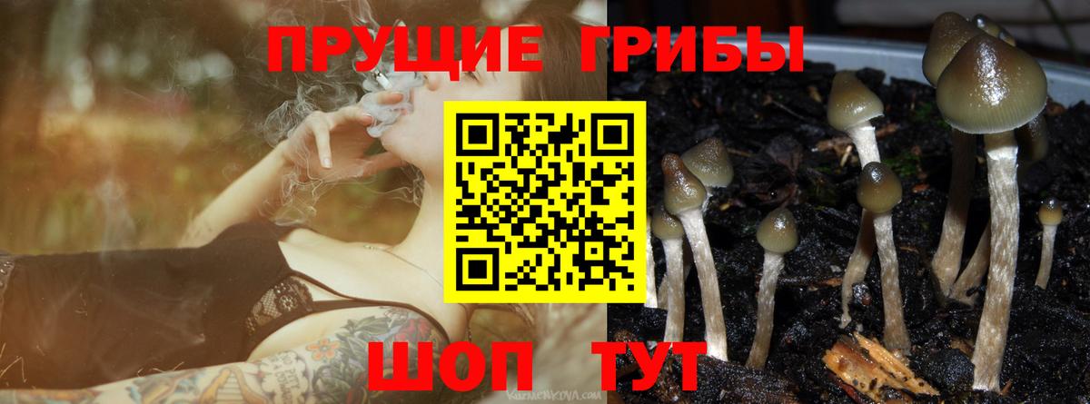 Псилоцибиновые грибы мицелий Балашов